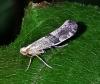 Argyresthia spinosella